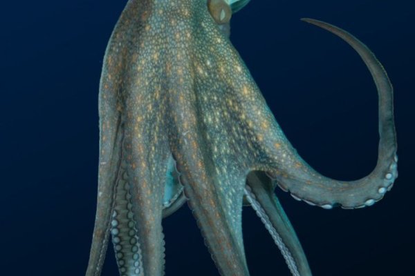 Kraken dark net